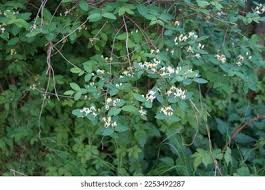 Attēlu rezultāti vaicājumam “Lonicera xylosteum flower”