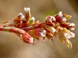 Attēlu rezultāti vaicājumam “Polygonum aviculare flower”