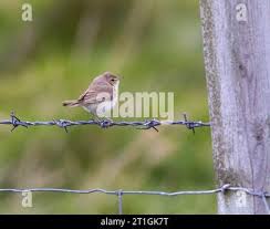 Attēlu rezultāti vaicājumam “Hippolais caligata adult”
