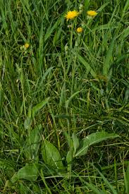 Attēlu rezultāti vaicājumam “Sonchus arvensis subsp. uliginosus fruit”