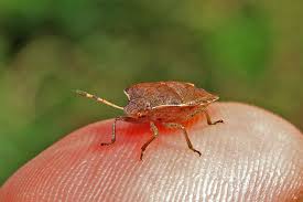 Attēlu rezultāti vaicājumam “Blepharidopterus angulatus imago”