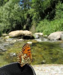 Attēlu rezultāti vaicājumam “Mellicta athalia upperside”