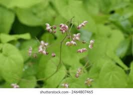 Attēlu rezultāti vaicājumam “Trichophorum alpinum fruit”