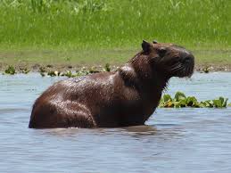 Attēlu rezultāti vaicājumam “Hydrochoerus hydrochaeris”