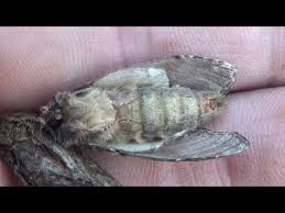 Attēlu rezultāti vaicājumam “Peridea anceps”