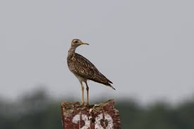 Image result for Bartramia longicauda