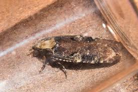 Attēlu rezultāti vaicājumam “Agonopterix hypericella”