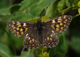 Attēlu rezultāti vaicājumam “Hamearis lucina underside”