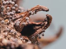 Attēlu rezultāti vaicājumam “Enerthenema papillatum macro”