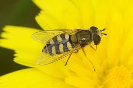 Attēlu rezultāti vaicājumam “Eupeodes corollae”