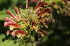 Attēlu rezultāti vaicājumam “Pedicularis palustris subsp. opsiantha”