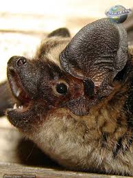 Attēlu rezultāti vaicājumam “Vespertilio murinus”