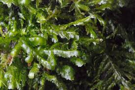 Attēlu rezultāti vaicājumam “Neckera complanata”