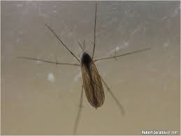 Attēlu rezultāti vaicājumam “Phronia sp.”