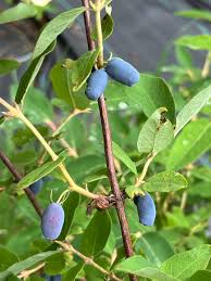 Attēlu rezultāti vaicājumam “Lonicera caerulea var. pallasii fruit”