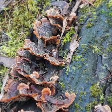 Attēlu rezultāti vaicājumam “Stereum hirsutum”