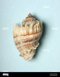 Image result for Melongena corona