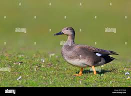 Attēlu rezultāti vaicājumam “Anas strepera”