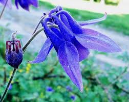 Image result for Aquilegia