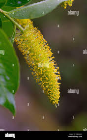 Attēlu rezultāti vaicājumam “Salix triandra male flower”