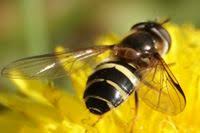 Attēlu rezultāti vaicājumam “Dasysyrphus tricinctus”