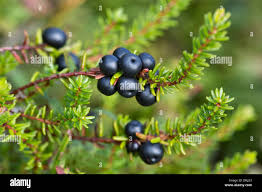 Attēlu rezultāti vaicājumam “Empetrum nigrum leaf”
