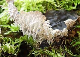 Attēlu rezultāti vaicājumam “Peltigera canina”