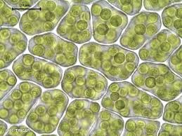 Attēlu rezultāti vaicājumam “Mnium marginatum”