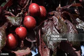 Attēlu rezultāti vaicājumam “Prunus cerasifera fruit”