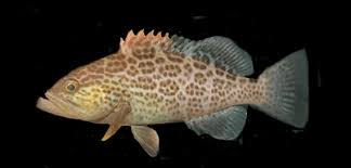 Image result for Mycteroperca interstitialis