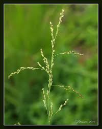 Attēlu rezultāti vaicājumam “Glyceria lithuanica”