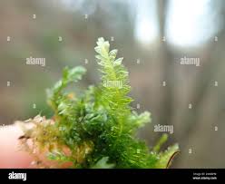 Attēlu rezultāti vaicājumam “Plagiothecium denticulatum”