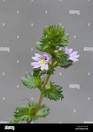 Image result for Euphrasia stricta