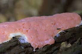 Attēlu rezultāti vaicājumam “Dictydiaethalium plumbeum spores”