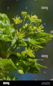 Attēlu rezultāti vaicājumam “Acer campestre flower”