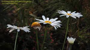 Image result for Chrysanthemum leucanthemum