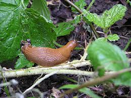 Attēlu rezultāti vaicājumam “Arion lusitanicus”