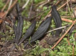 Attēlu rezultāti vaicājumam “Geoglossum sp.”