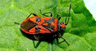 Attēlu rezultāti vaicājumam “Corizus hyoscyami imago”