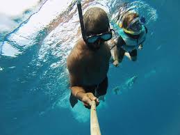 Image result for Belfairs Dolphins Snorkelling Club