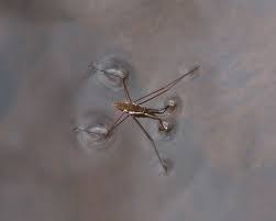 Attēlu rezultāti vaicājumam “Gerridae”