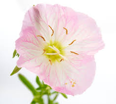 Image result for Nachtkerze