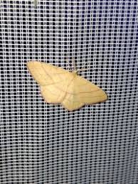 Attēlu rezultāti vaicājumam “Rhodostrophia vibicaria”