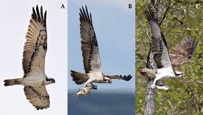 Attēlu rezultāti vaicājumam “Pandion haliaetus adult”