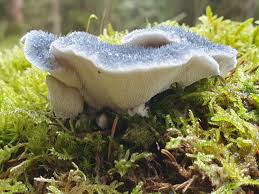 Attēlu rezultāti vaicājumam “Postia”