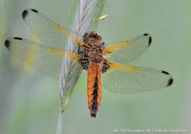 Attēlu rezultāti vaicājumam “Libellula fulva”