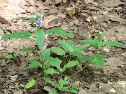 Attēlu rezultāti vaicājumam “Prunella vulgaris”