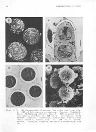 Attēlu rezultāti vaicājumam “Sclerophora coniophaea”