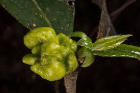 Attēlu rezultāti vaicājumam “Exobasidiales”