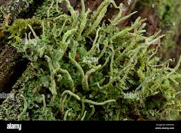 Attēlu rezultāti vaicājumam “Cladonia coniocraea”